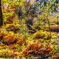 Buy canvas prints of Colours of the forest by Kevin Hellon