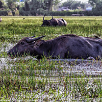 Buy canvas prints of Water buffalo amongst the reeds and shallows of Thale Noi lake,  by Kevin Hellon