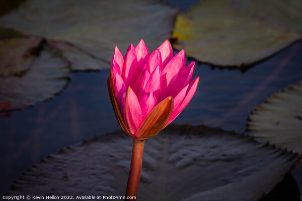 Lotus flower  Picture Board by Kevin Hellon