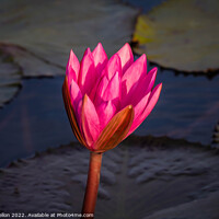 Buy canvas prints of Lotus flower  by Kevin Hellon