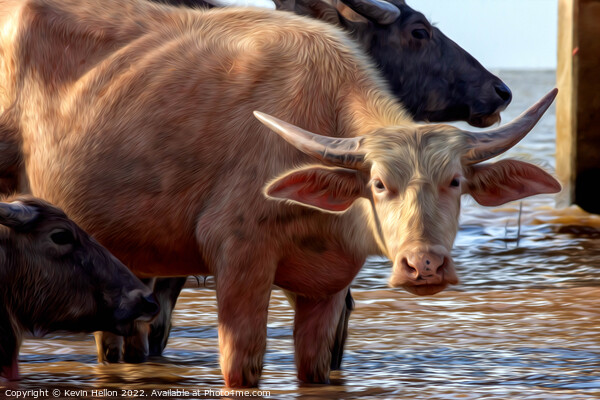 Water buffalo on Thale Noi Lake, Picture Board by Kevin Hellon