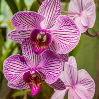 Buy canvas prints of Purple orchid flowers by Kevin Hellon