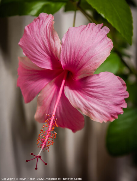 Pink Hibiscus flower Picture Board by Kevin Hellon