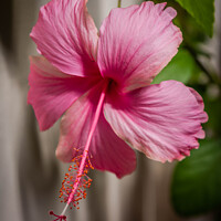 Buy canvas prints of Pink Hibiscus flower by Kevin Hellon