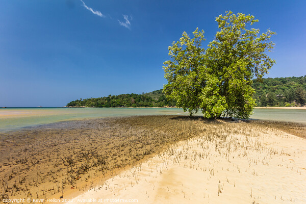 Mangrove Tree, Layan Beach, Phuket, Thailand Picture Board by Kevin Hellon