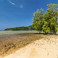 Buy canvas prints of Mangrove Tree, Layan Beach, Phuket, Thailand by Kevin Hellon