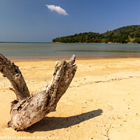 Buy canvas prints of Driftwood on the white sand beach at Layan, Bang Tao Bay, Phuket by Kevin Hellon