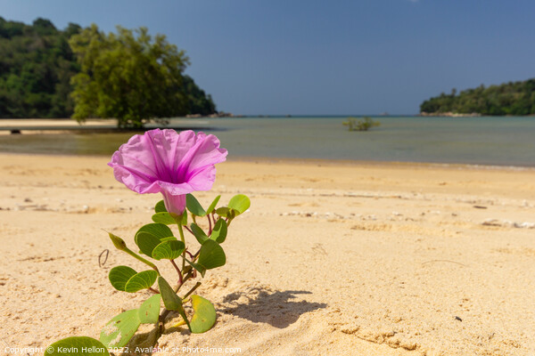 Blooming Ipomoea flower or Beach morning glory Picture Board by Kevin Hellon