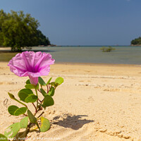 Buy canvas prints of Blooming Ipomoea flower or Beach morning glory by Kevin Hellon