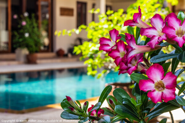 Adenium flowers by swimming pool  Picture Board by Kevin Hellon