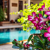 Buy canvas prints of Adenium flowers by swimming pool  by Kevin Hellon