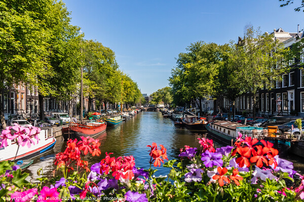 Flowers on the Prinsengracht, Picture Board by Kevin Hellon