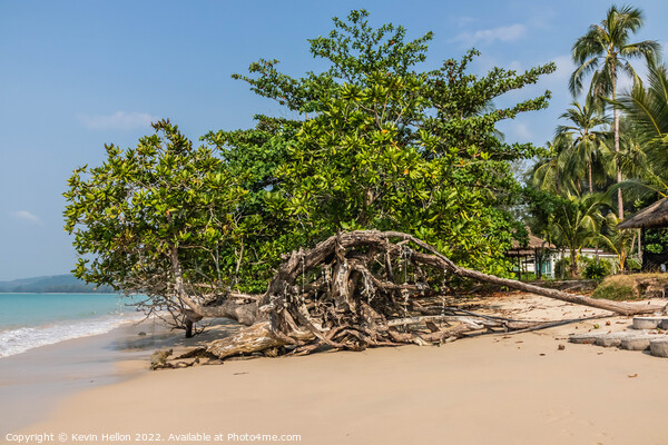 Mangrove tree on the beach, Khao Lak, Phang Nga Province, Thaila Picture Board by Kevin Hellon