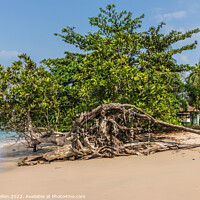 Buy canvas prints of Mangrove tree on the beach, Khao Lak, Phang Nga Province, Thaila by Kevin Hellon