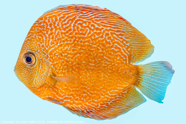 Discus fish, orange symphysodon discus in aquarium. Picture Board by Kevin Hellon