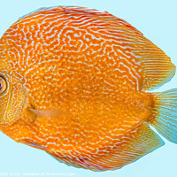 Buy canvas prints of Discus fish, orange symphysodon discus in aquarium. by Kevin Hellon