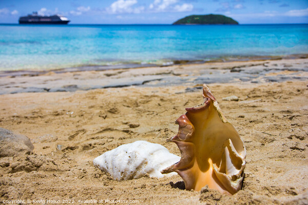Sea Shells on Dravuni Island, Fiji, South Pacific Picture Board by Kevin Hellon