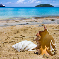Buy canvas prints of Sea Shells on Dravuni Island, Fiji, South Pacific by Kevin Hellon