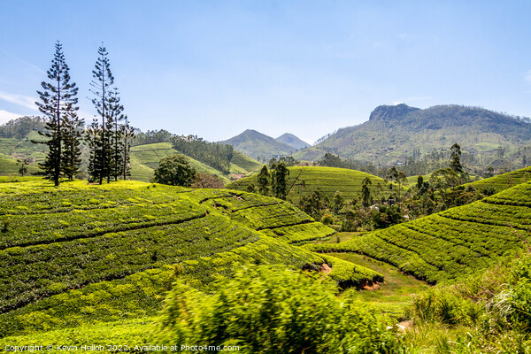 Tes plantations, Hatton, Sri Lanka Picture Board by Kevin Hellon