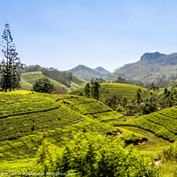Buy canvas prints of Tes plantations, Hatton, Sri Lanka by Kevin Hellon