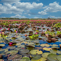 Buy canvas prints of Lotus flowers, Thale Noi Lake, Phattalung, Thailand by Kevin Hellon