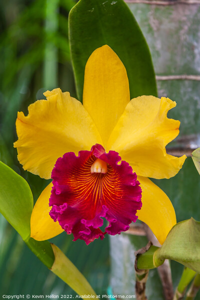 Red and yellow orchid flower Picture Board by Kevin Hellon
