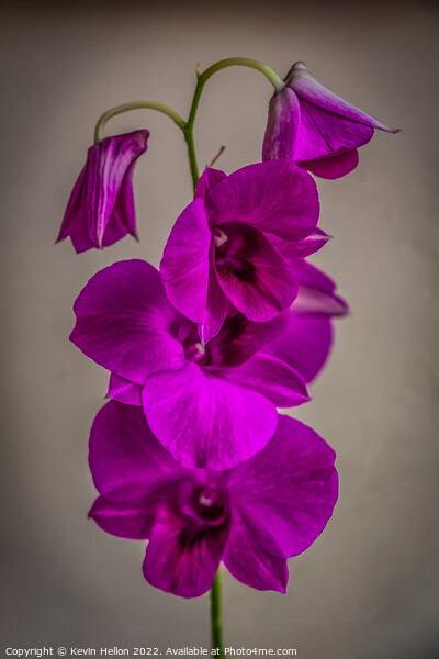 Purple orchid flower Picture Board by Kevin Hellon