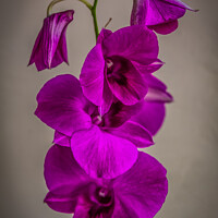 Buy canvas prints of Purple orchid flower by Kevin Hellon