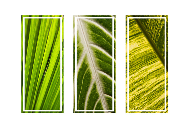 Tropical green leaves tryptych Picture Board by Kevin Hellon