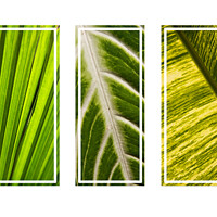 Buy canvas prints of Tropical green leaves tryptych by Kevin Hellon