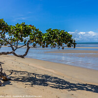 Buy canvas prints of Lone tree, Cape Tribulation, Queensland, Australia by Kevin Hellon