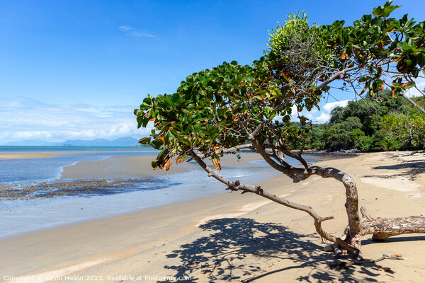 Lone tree, Cape Tribulation, Queensland, Australia Picture Board by Kevin Hellon