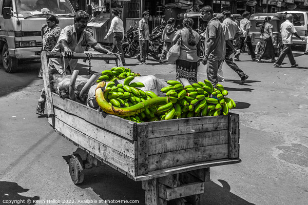 Man pushing crt of bananas in Colombo, Sri Lanka Picture Board by Kevin Hellon