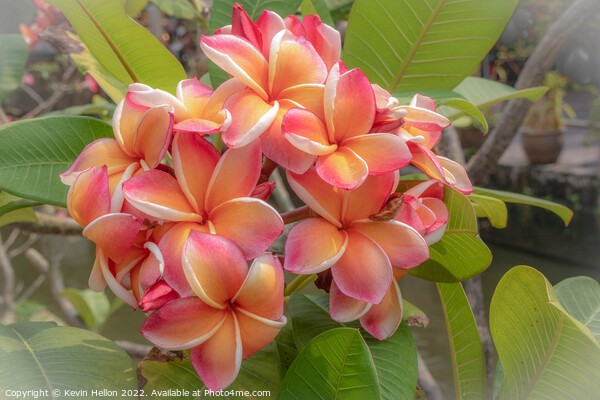 Beautiful, delicate, Frangipani or Plumeria flower  Picture Board by Kevin Hellon