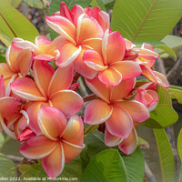 Buy canvas prints of Beautiful, delicate, Frangipani or Plumeria flower  by Kevin Hellon