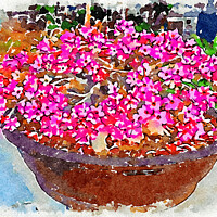 Buy canvas prints of Bowl of pink Adenium flowers - Digital watercolour by Kevin Hellon