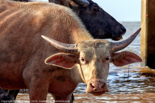 Water buffalo  Picture Board by Kevin Hellon