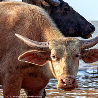 Buy canvas prints of Water buffalo  by Kevin Hellon