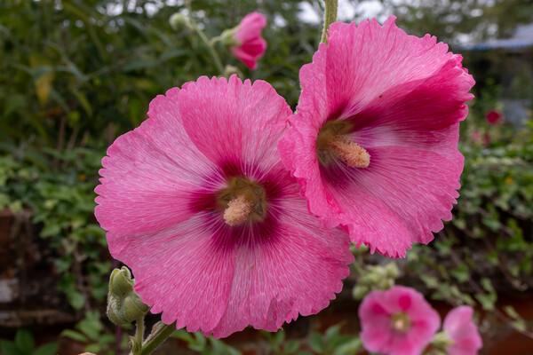 Pink Hollyhocks flowers Picture Board by Kevin Hellon