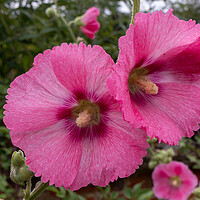 Buy canvas prints of Pink Hollyhocks flowers by Kevin Hellon