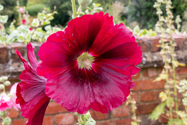 Deep red Hollyhocks flowers Picture Board by Kevin Hellon