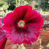 Buy canvas prints of Deep red Hollyhocks flowers by Kevin Hellon