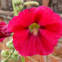 Buy canvas prints of Red Hollyhocks flowers by Kevin Hellon