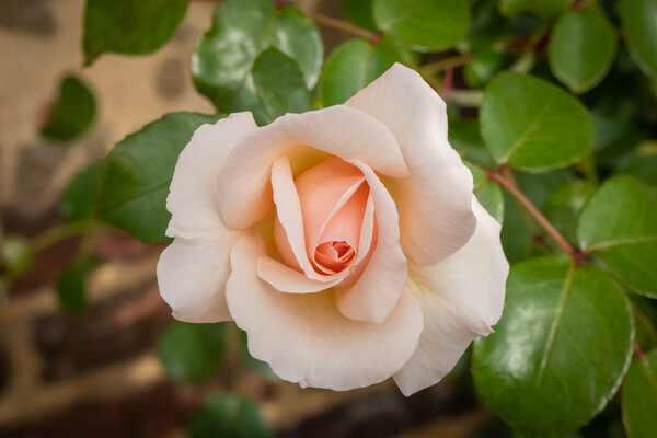 Salmon coloured rose in garden Picture Board by Kevin Hellon