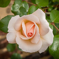 Buy canvas prints of Salmon coloured rose in garden by Kevin Hellon