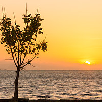 Buy canvas prints of Tree at sunrise Koh Lanta, Krabi, Thailand by Kevin Hellon