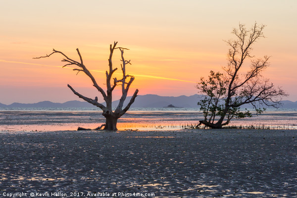 Mangrove tree at dawn Picture Board by Kevin Hellon