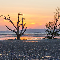 Buy canvas prints of Mangrove tree at dawn by Kevin Hellon