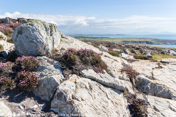 View over rocks and purple heather Picture Board by Kevin Hellon