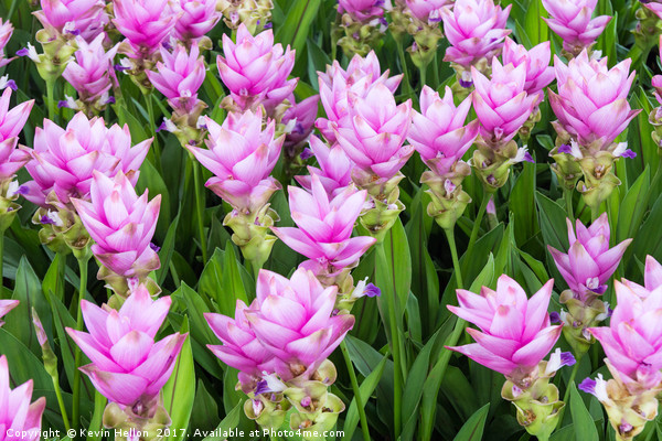 Rose pink curcuma hybrid Picture Board by Kevin Hellon